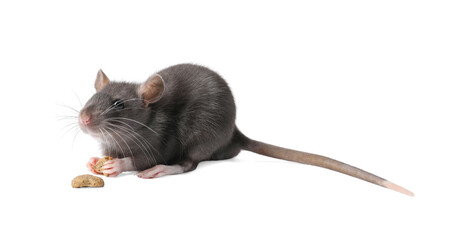 Cute rat with dry food on white background. Little pet