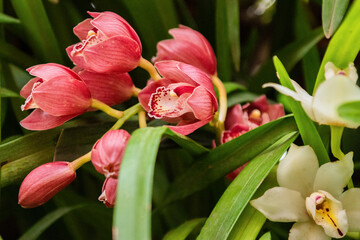 Close-up. Beautiful pink orchids and daffodil flowers in the nursery.