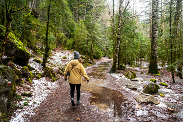 Spring walk in the forest