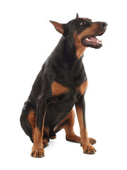 Adorable Doberman sitting on white background. Domestic pet