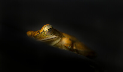 Camouflaged tree frog resting on a smooth surface, blending perfectly with its surroundings, with a...