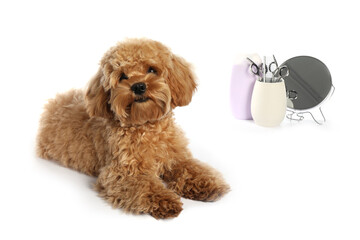 Cute fluffy dog, grooming tools and cosmetic product on white background
