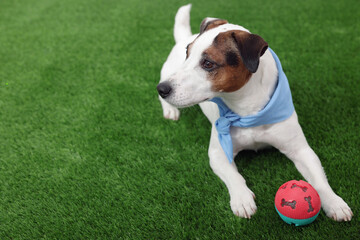 Cute Jack Russell Terrier dog with pet toy lying on green grass. Space for text