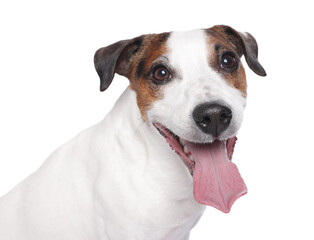 Portrait of cute Jack Russell Terrier dog on white background
