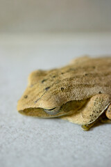 Camouflaged tree frog resting on a smooth surface, blending perfectly with its surroundings, with a close-up view of its textured skin.