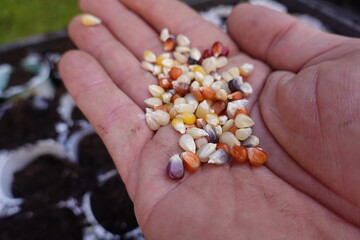 close up of sweet corn seeds, native corn also called rainbow corn