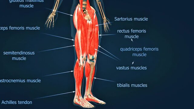 Anatomy of the muscles of the leg