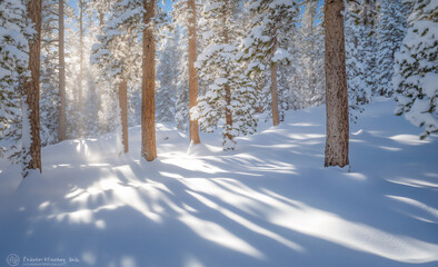 Fototapeta premium the sun shines through the tall trees in winter,