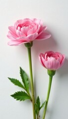 Fototapeta premium Delicate pink ranunculus flowers on a white background, soft focus, ranunculus
