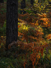 Fototapeta premium Forest Gold - Waldgold