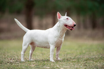 Beautiful white Miniature Bull Terrier stands outdoors at full height on the short grass, with a blurred background. Close-up pet portrait in high quality.