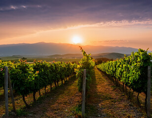 A vibrant Georgian vineyard in Kakheti region with rows of grapevines and a sunrise over the horizon.