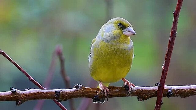 Un verdone (Chloris chloris) appollaiato su un ramo si guarda intorno nervosamente prima di spiccare il volo.