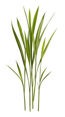 Obraz premium Illustration of Fresh Green Grass Blades Isolated on Transparent Background