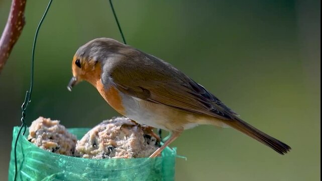 Un pettirosso (Erithacus rubecula) si appollaia su una mangiatoia e si nutre di una palla di grasso.