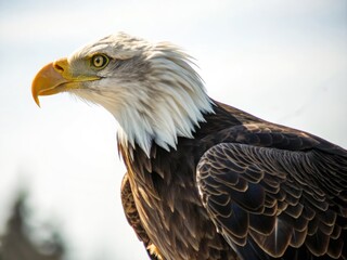 Naklejka premium portrait of a eagle