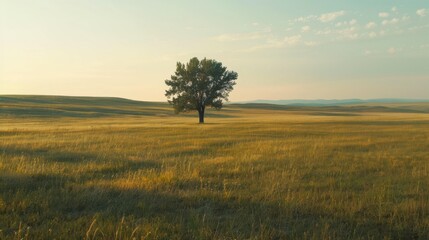 Obraz premium A lonely green tree stands in a rural field under the blue morning sky, a beautiful landscape of nature