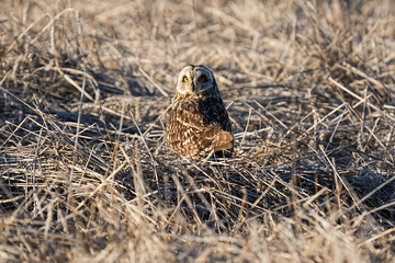 Short-eared Owl - Kansas