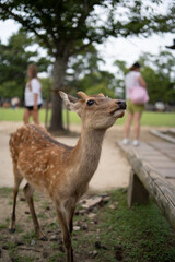 deer
nara park, japan