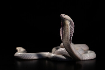 Monocled cobra on a black background