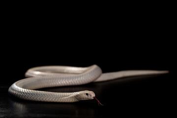 Monocled cobra on a black background