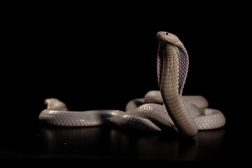 Fototapeta premium Monocled cobra on a black background