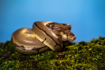 Obraz premium royal python snake indoors