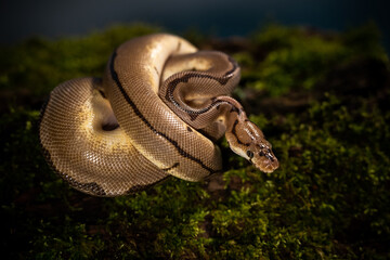 royal python snake indoors