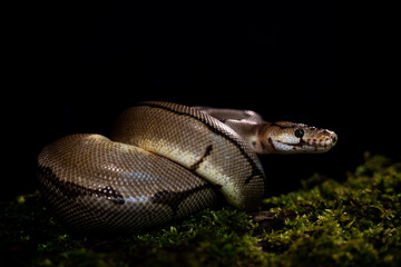 royal python snake indoors