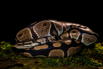 royal python snake indoors