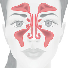 Medical poster with girl's face and maxillary sinuses designation. Vector illustration