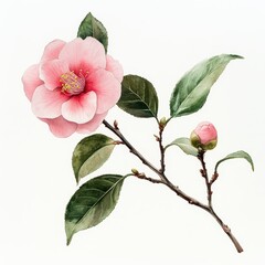 Obraz premium Detailed Watercolor Painting of Pink Camellia Flower with Green Leaves on a Branch Isolated on White Background