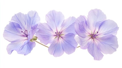 Delicate lavender flowers with soft petals arranged elegantly, showcasing nature's beauty against a white background