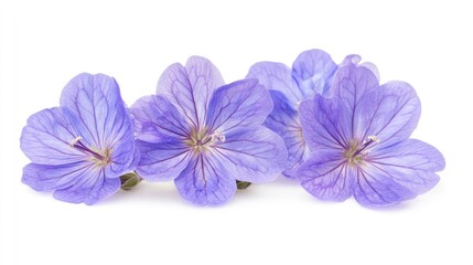 Obraz premium Close-up of delicate purple flowers showcasing intricate petal details against a white background