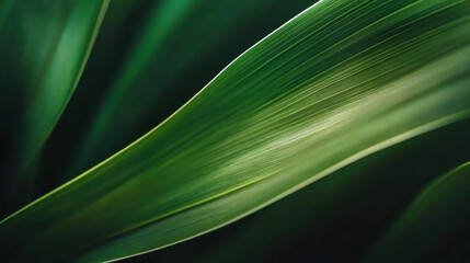 Nature of dark green leaf in garden. Natural green leaves plants using background