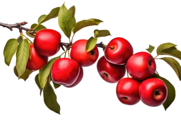 Branch laden with ripe red apples on transparent background