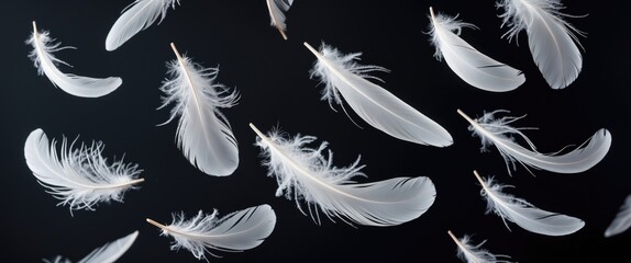 Obraz premium Abstract White Bird Feathers Descending in The Air. Floating Feathers. Softness of Feather Against Black Background.