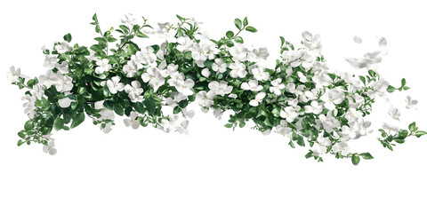 Isolated Background of White Flower Blossom Plant Floral Spring