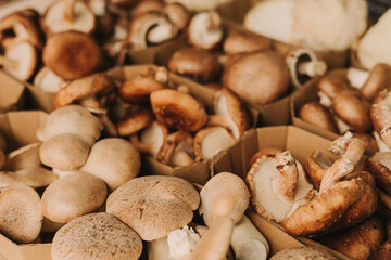 Close-up of exotic mushrooms in a paper boxes, champignons grown gourmet. Organic produce on sale at outdoor farmer market. Selling fresh crops and veggies harvest. European urban setting