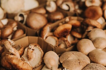 Close-up of exotic mushrooms in a paper boxes, champignons grown gourmet. Organic produce on sale at outdoor farmer market. Selling fresh crops and veggies harvest. European urban setting. Close up