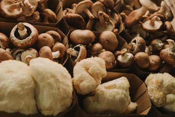 Close-up of exotic mushrooms in a paper boxes, champignons grown gourmet. Organic produce on sale at outdoor farmer market. Selling fresh crops and veggies harvest. European urban setting
