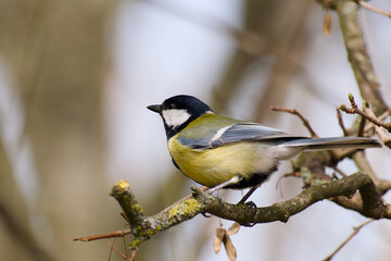 great tit perching on a tree branch close-up