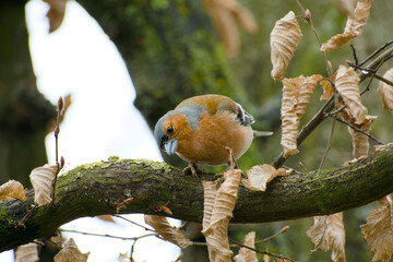 male chaffinch perching on a tree branch close-up