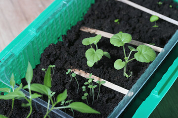 Young seedling sprouts. Seedlings of different plants. Green shoots in a pot with soil. Close-up.