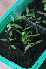 Seedlings of different plants. Young seedling sprouts. Green shoots in a pot with soil. High-Angle Shot.