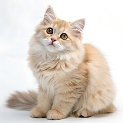 Obraz premium A cute, young British kitten with tabby fur, isolated on white, is a beautiful portrait of the domestic feline breed