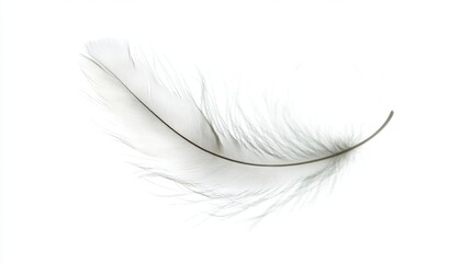 Obraz premium Floating Feather with Gentle Curves