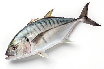Giant trevally fish on white background