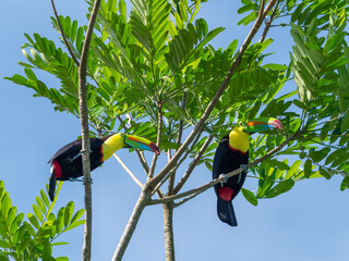 Zwei Regenbogentukane auf einem Baum © Elke