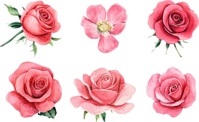 Obraz premium Watercolor rose flower clipart. Watercolour floral illustration